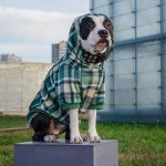 Green Plaid Dog Hoodie - Soft and Comfortable