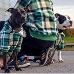 Green Plaid Dog Hoodie - Soft and Comfortable