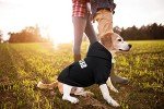 Black Dog Hoodie with Pocket for All Sizes