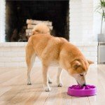 Outward Hound Fun Feeder Slow Feed Bowl, Small