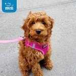 Fuchsia Voyager Step-In Air Dog Harness