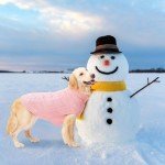 Mihachi Turtleneck Cable Knit Dog Sweater