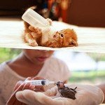 Pet Nursing Bottle Kit with Feeding Nipples & Syringes