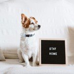 PUPTECK No Pull Adjustable Dog Harness Set