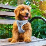 PUPTECK No Pull Adjustable Dog Harness Set