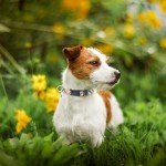 PUPTECK Adjustable No Pull Dog Harness & Leash Set