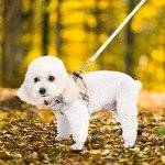 Plaid Dog Harness with Collar and Leash Set