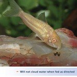 Aqueon Premium Shrimp Pellets for Healthy Fish