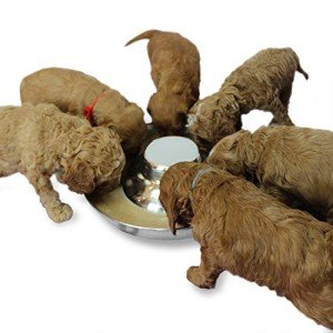 Stainless Steel Puppy Dog Feeding Bowl