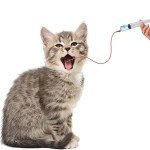 Puppy Kitten Feeding Tube and Syringe Kit