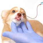 Puppy Kitten Feeding Tube and Syringe Kit