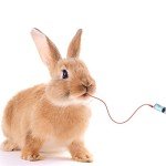 Puppy Kitten Feeding Tube and Syringe Kit