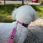 Reflective Dog Collar and Leash Set, Hot Pink