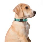 Adjustable Reflective Dog Collar and Leash Set