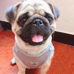 Soft Mesh Dog Harness and Leash Set - Grey