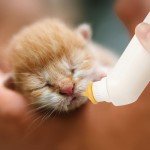 5-Pack Pet Nursing Bottle for Kittens and Puppies