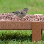 Morning Song Wild Bird Food Seed Mix, 7 lbs