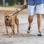 Auroth Adjustable Tactical Dog Harness for Small Dogs