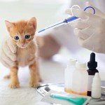 15-Piece Pet Nursing Kit for Puppies and Kittens