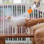 Portable Outdoor Dog Shower Head & Bottle Attachment