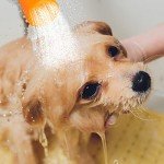 Portable Outdoor Dog Shower Head & Bottle Attachment