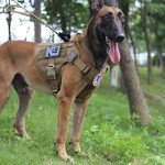 Heavy-Duty Tactical Dog Harness with Handle