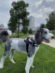 No-Pull Adjustable Dog Harness with 3 Leash Clips