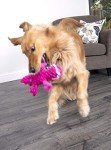 goDog Gators Large Pink Squeaky Dog Toy