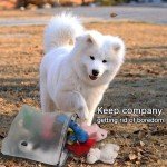 Squeaky Plush Dog Toy Pack for Puppies