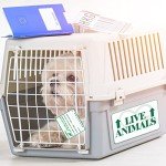 24-Piece Pet Airline Travel Kit with Accessories