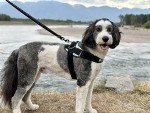 ShawnCo No-Pull Dog Harness with Leash Clips