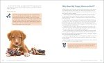 Puppy Training Guide for Kids: Fun Exercises & Tricks