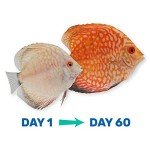 Hikari Vibra Bites Fish Flavor - 9.8oz