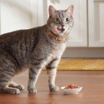 Meow Mix Seafood Selects Cat Food Variety Pack