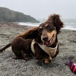 Soft Step-In Plush Dog Harness for Small Dogs