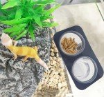 Crested Gecko Feeding Ledge with Food Cups