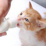 Pet Feeding Bottle and Syringes for Small Animals
