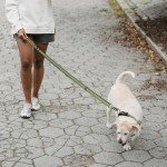 BSEEN Reflective Dog Collar and Leash Set, Nylon Pet Collar Leash with Neoprene Padded, Heavy Duty Puppy Collar with 5 Feet Dog Lead for Dog Walking (Green, Small)