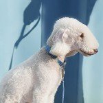 Pawaii Personalized Dog Collar and Leash Set, Reflective Leash for Medium Dogs, Adjustable Size