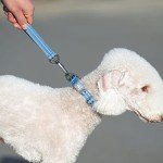 Pawaii Personalized Dog Collar and Leash Set, Reflective Leash for Medium Dogs, Adjustable Size