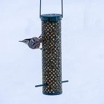 C&S Wild Bird Bluebird Suet Nuggets Mega Box, 8 Pounds