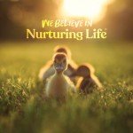 Manna Pro Duck Starter Grower Crumble – Non-Medicated Feed for Healthy Ducks & Geese, Supports Digestion – 8 lb