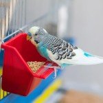 Wild Harvest Daily Blend for Parakeet, Canary, Finch & Small Birds, 2 Pounds