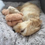 Original Snuggle Puppy Junior. Pet Anxiety Relief and Calming Aid, Comfort Toy for Behavioral Training in Biscuit