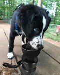 Lesotc Dog Water Bottle, Portable Dog Water Dispenser, Leak Proof Dog Travel Water Bottle, Squeeze Pet Water Bottle for Walking On The Go, Dog Hiking Accessories for Outdoor Walking, Hiking, Travel