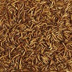 Kaytee Wild Bird Food Mealworms For Bluebirds, Wrens, Robins, Chickadees, Woodpeckers, Cardinals & Chickens, 17.6 Ounce