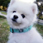 IVY&LANE Reflective Dog Collar and Leash Set,Adjustable Neoprene Padded Dog Collars for Puppy, Breathable Nylon Pet Collar for Small Medium Large Dogs(Small,Teal)