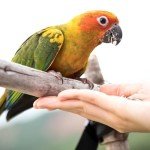 Wild Harvest Universal Blend for Medium and Large Birds 10 Pounds; Fortified Nutrition