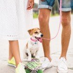 3 Pack Puppy Collar and Leash Dog Collar and Leash for Small Dogs Pet Cat Kitten Collar and Leashes Adjustable Training Rope Quick Release Paw Print Soft Nylon Pet Collar
