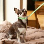 3 Pack Puppy Collar and Leash Dog Collar and Leash for Small Dogs Pet Cat Kitten Collar and Leashes Adjustable Training Rope Quick Release Paw Print Soft Nylon Pet Collar